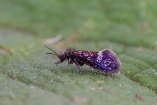 Eriocrania sp.